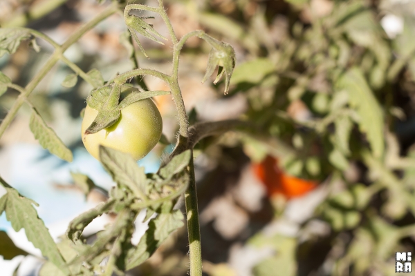 Si será generosa la tierra que con un poco de agua nos dá sus frutos. Foto: Manu Urbano